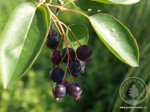 Amelanchier alniflora muchovník Amela